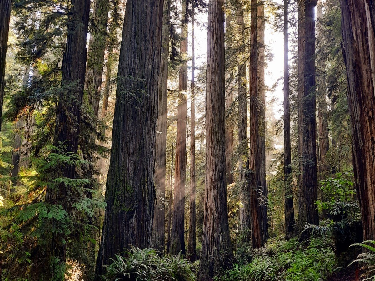 Choosing a Church — My Church Home