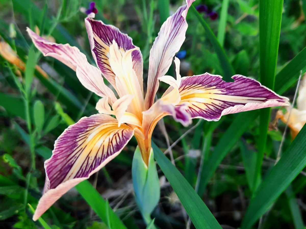 I Never Heard the Voice of God